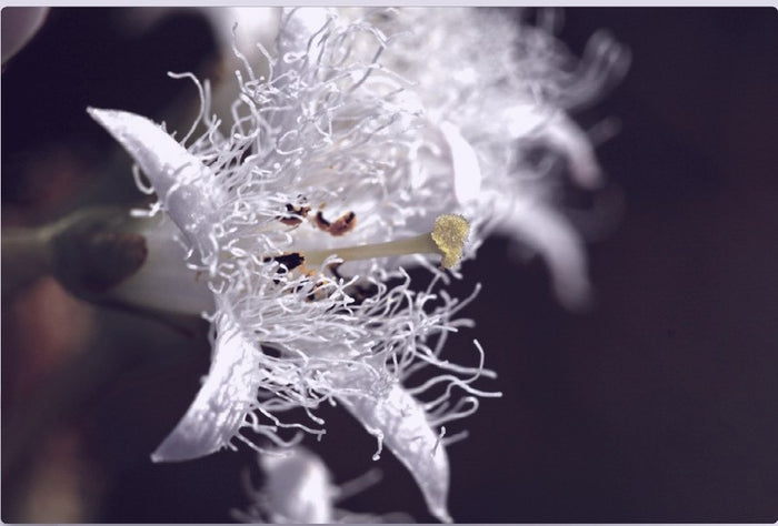 Menyanthes trifoliata — the bogbean flower